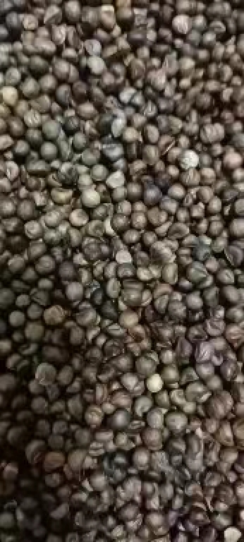 白蔹种子白心品种