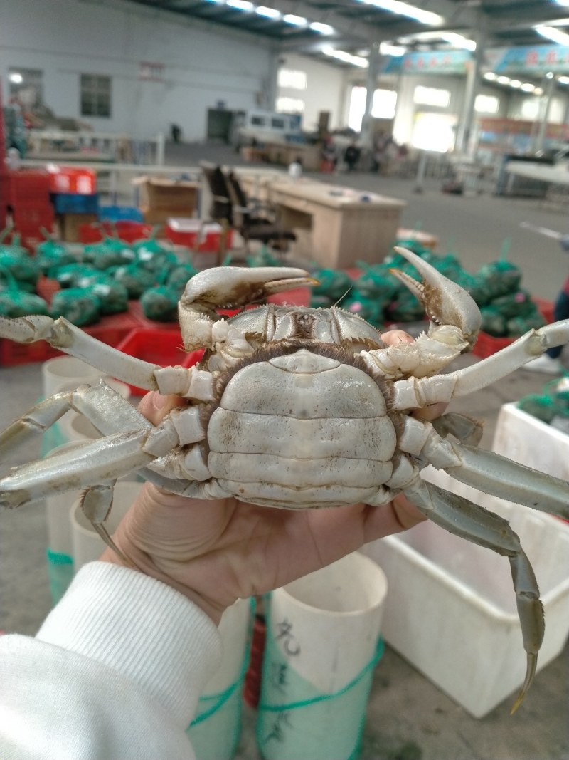 湖北清大闸蟹，精品母蟹，河蟹，欢迎来电洽谈，优惠多多哦！