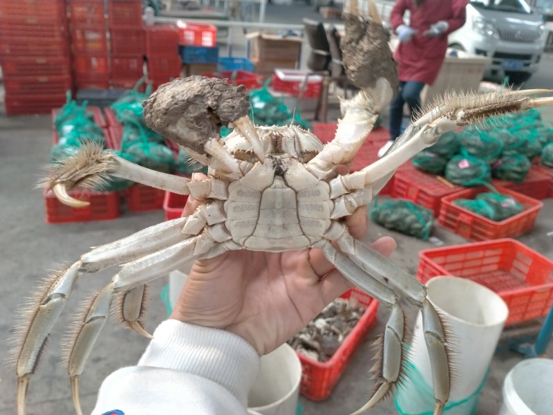 湖北清大闸蟹，精品母蟹，河蟹，欢迎来电洽谈，优惠多多哦！