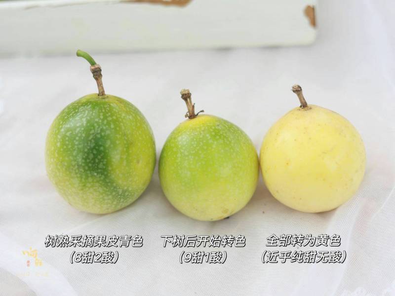 钦蜜9号芭乐味黄金百香果纯甜无酸产地现摘现发