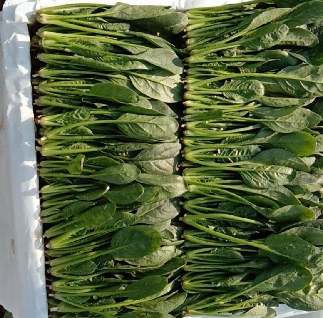 超市货架上摆放整齐的新鲜菠菜捆