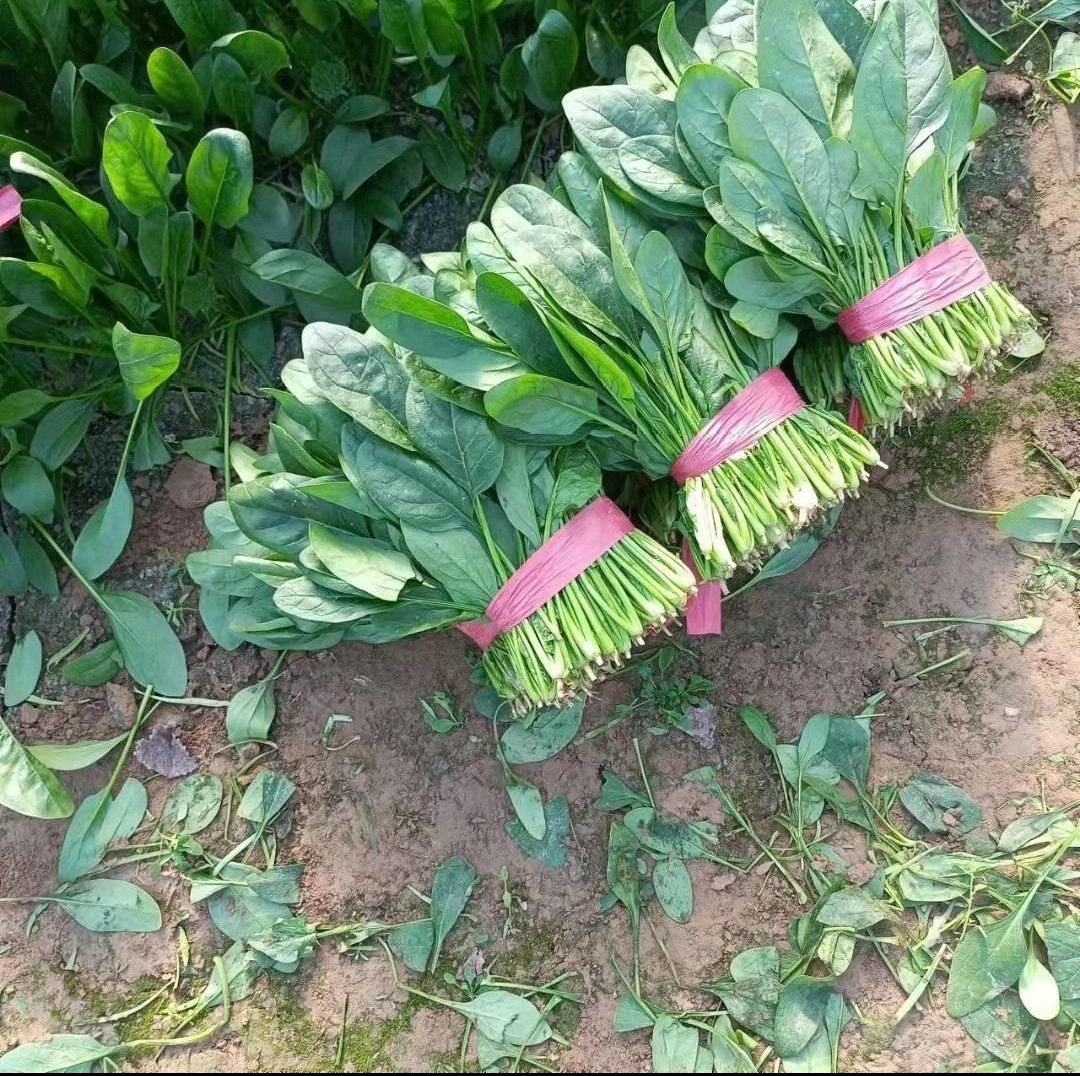 展示新鲜采摘的菠菜根部,带有泥土痕迹,颜色呈红褐色 菠菜根特写