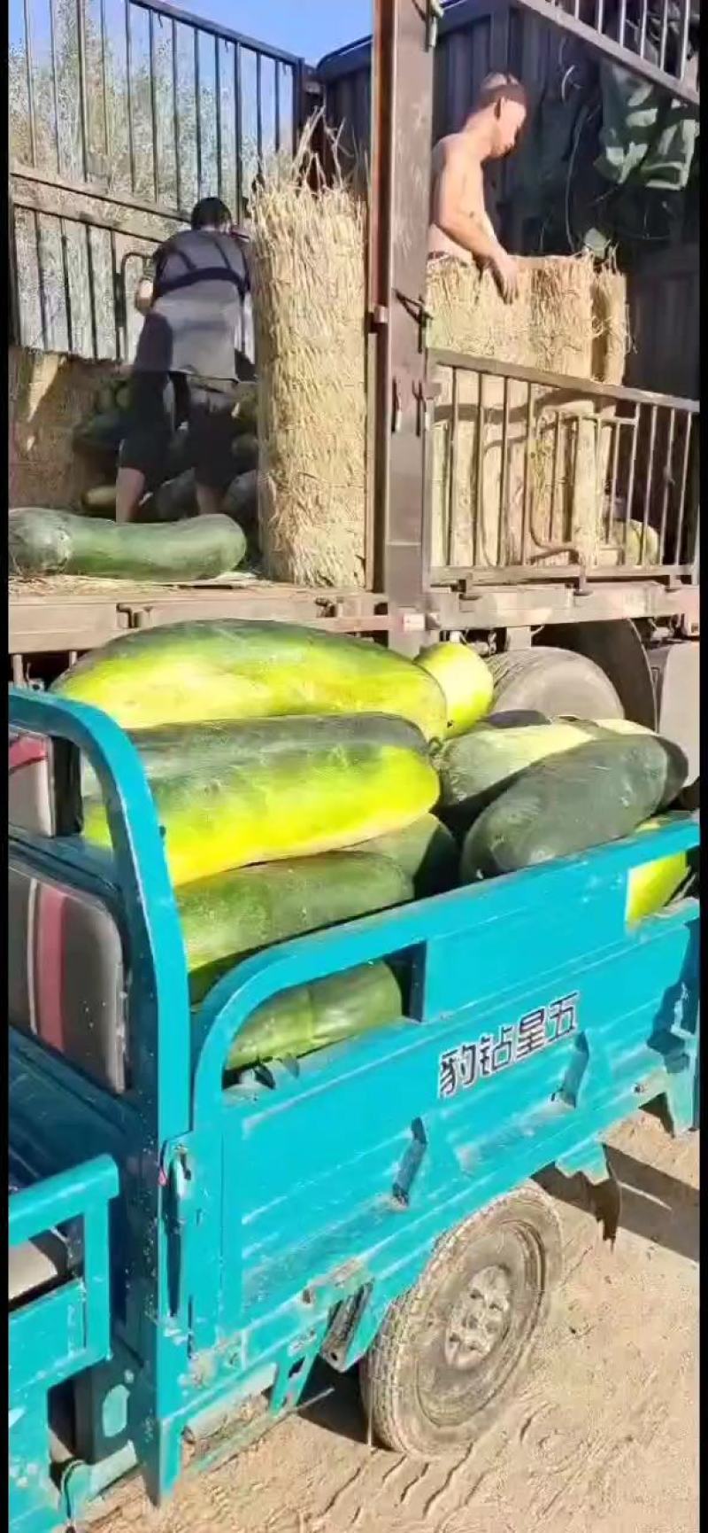河南精品黑皮冬瓜大量上市一手货源产地直发