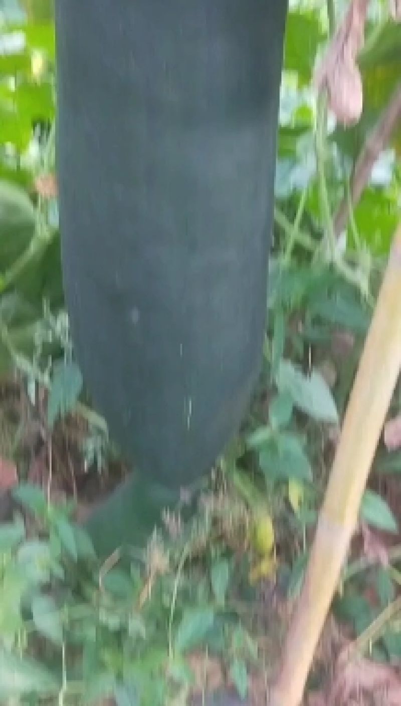 河南精品黑皮冬瓜大量上市一手货源产地直发