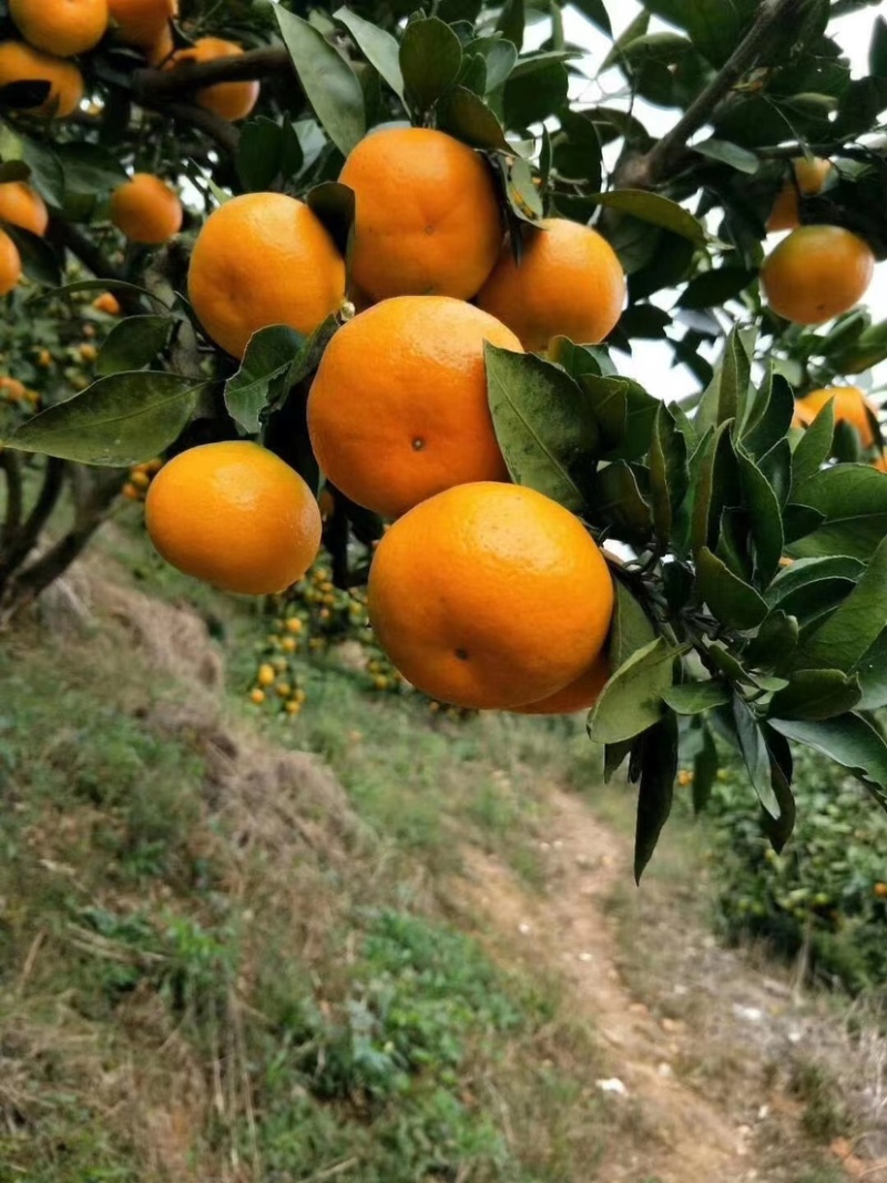 湖北蜜桔蜜橘柑橘皮薄多汁化渣一手货源产地现采欢迎联系