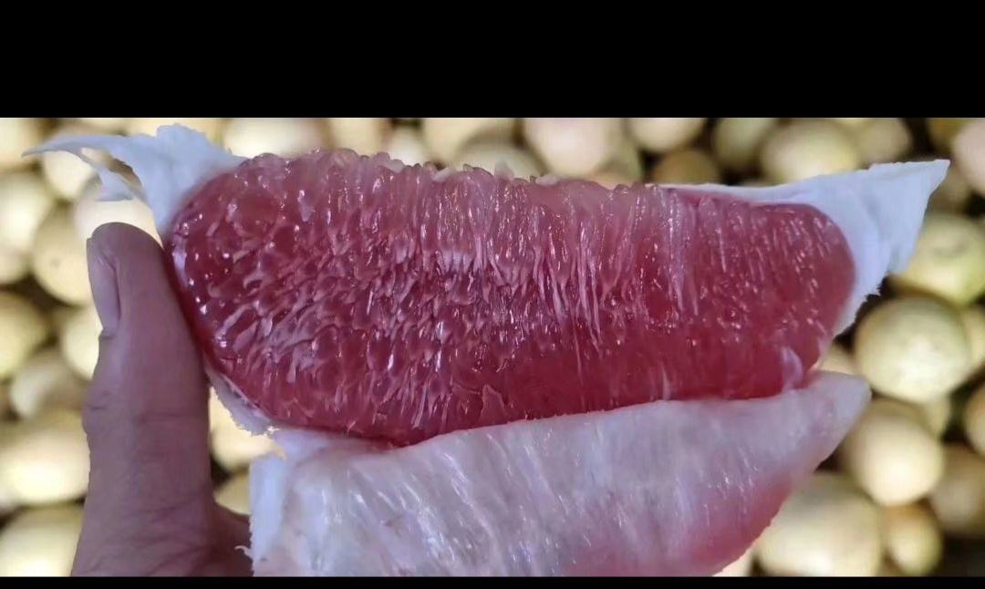 苏坂蜜柚果肉呈现出晶莹剔透的玫瑰红色,质地细腻,汁水丰富,散发出淡淡的蜜香 苏坂蜜柚果肉特写