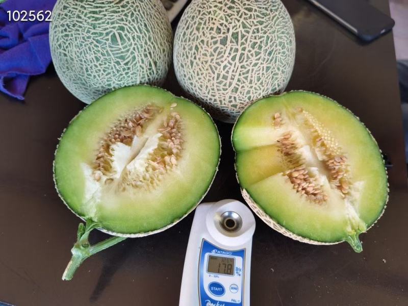 精品.粗纹进口种冰淇淋网纹瓜电商款包邮