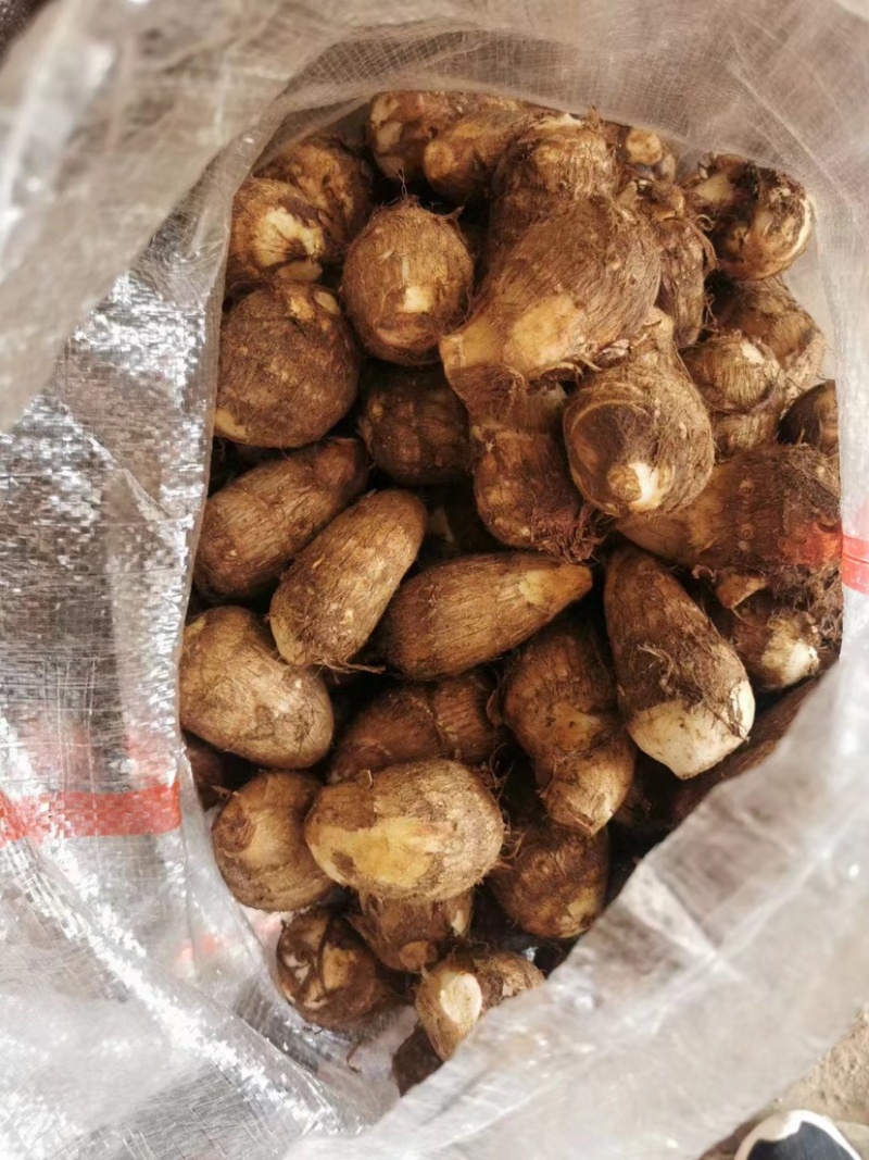 山东毛芋头产地8520毛芋头口感软糯可发货保证质量