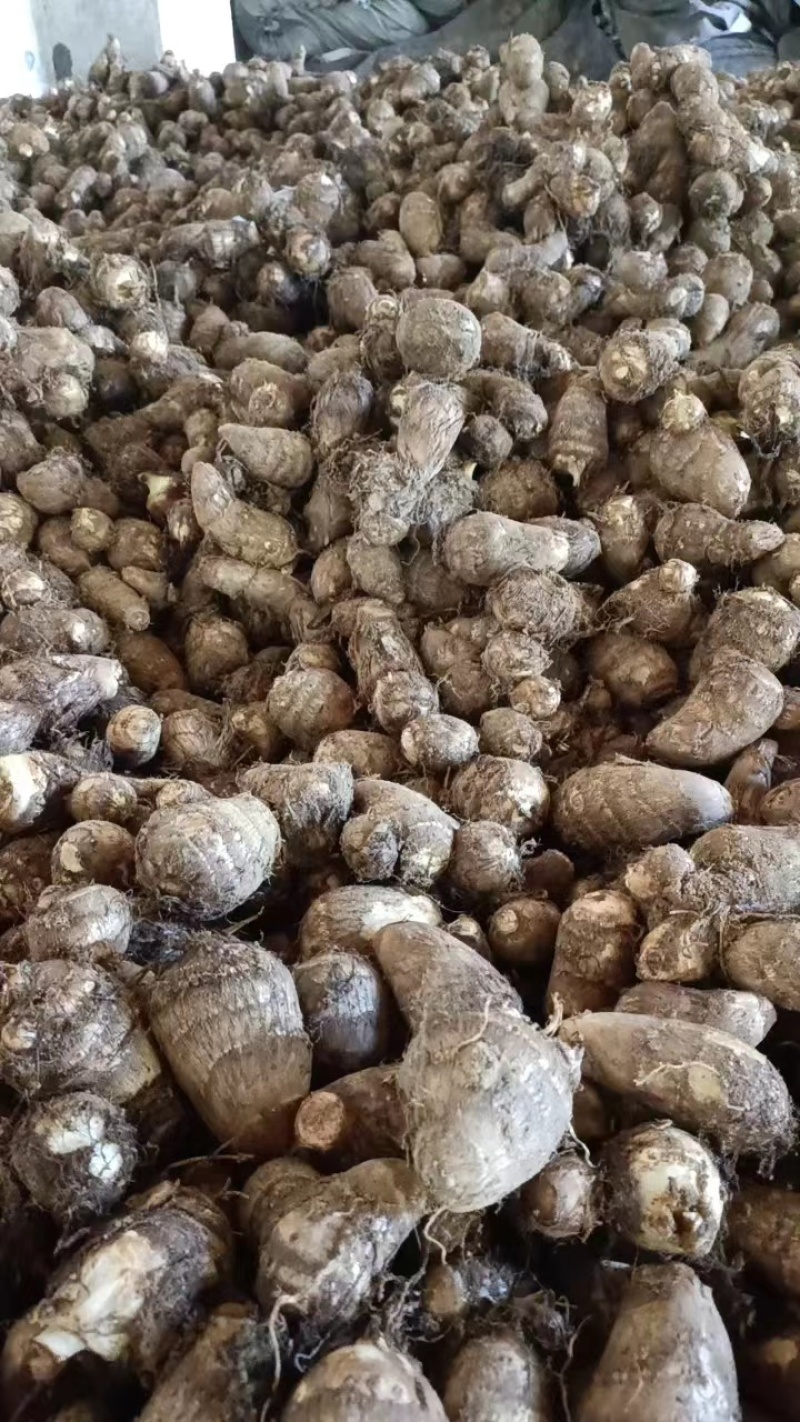 山东毛芋头产地8520毛芋头口感软糯可发货保证质量