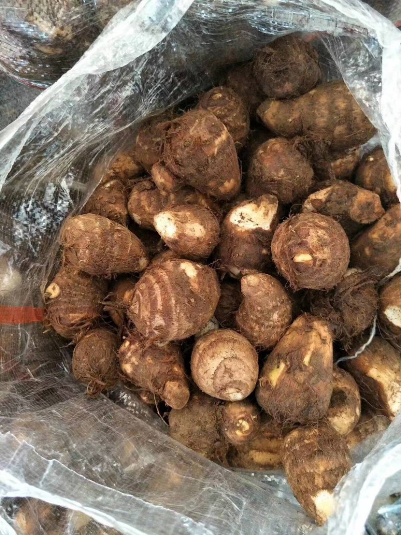山东毛芋头产地8520毛芋头口感软糯可发货保证质量