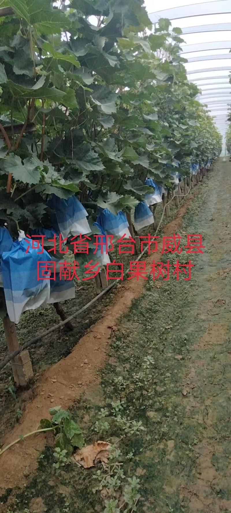 阳光玫瑰