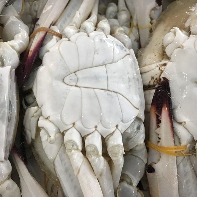 梭，螃蟹新鲜海鲜冷冻速冻活体冰冻梭子蟹毛重10斤