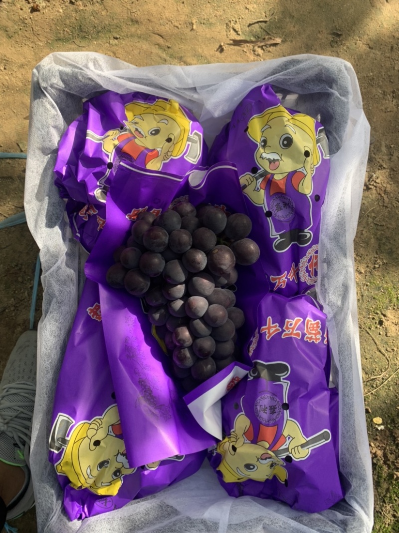 辽南巨峰葡萄大量上市一手货源果粉好