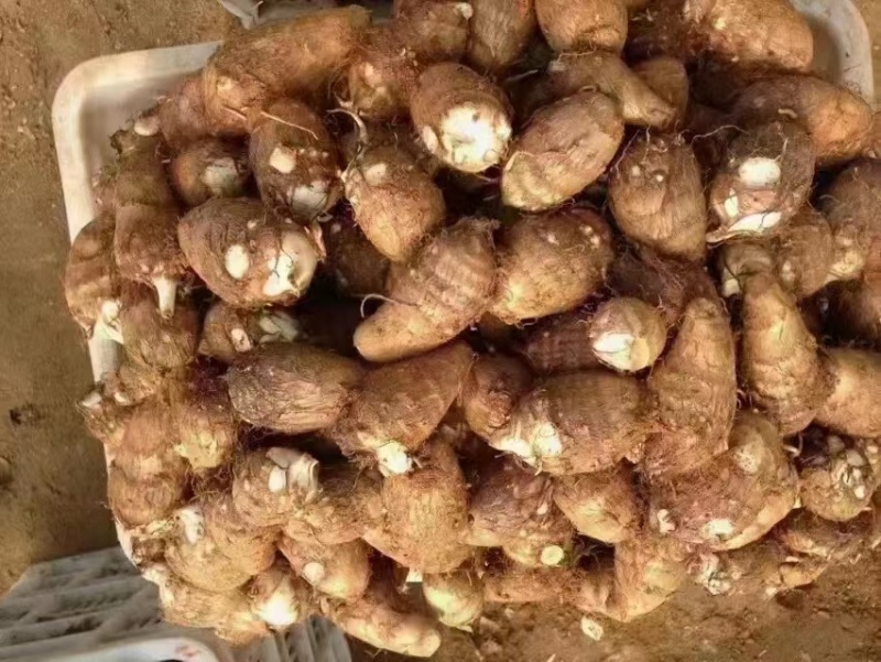 山东毛芋头产地8520毛芋头口感软糯可发货保证质量