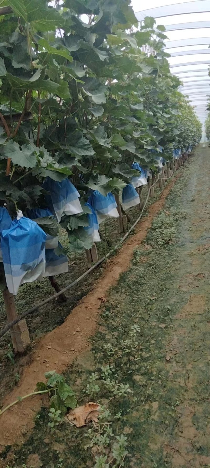 阳光玫瑰