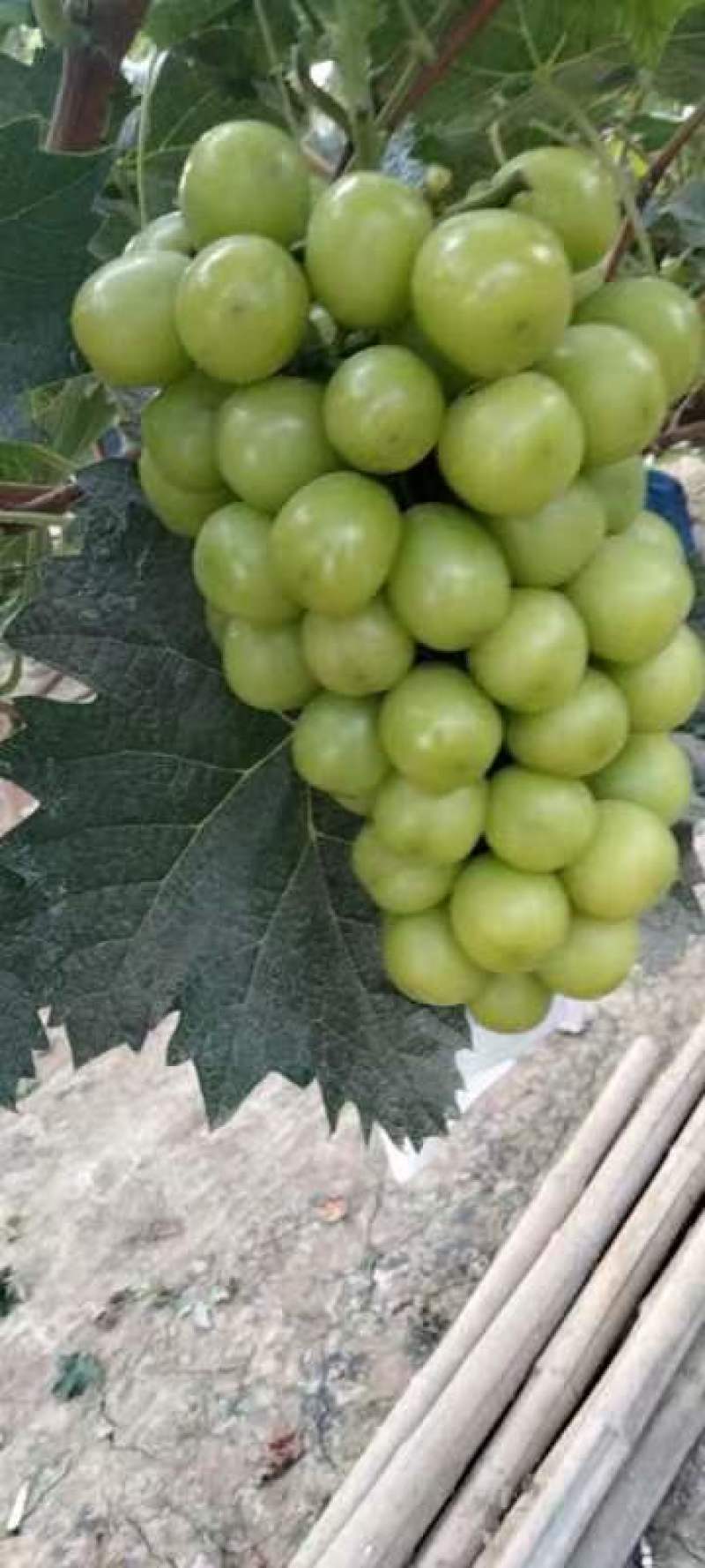 阳光玫瑰