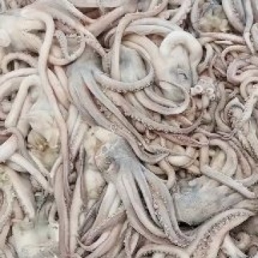 鱿鱼须原料头真鱿新货市场批发烧烤酒店用无添加不