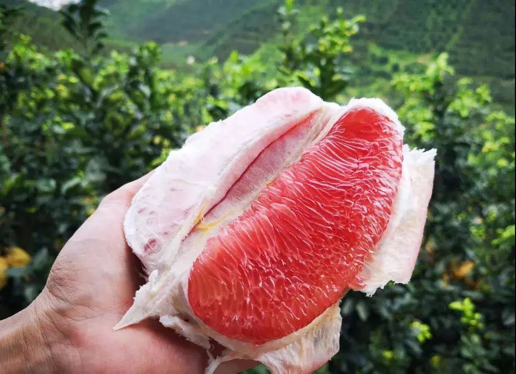 蜜柚果肉切片特写图