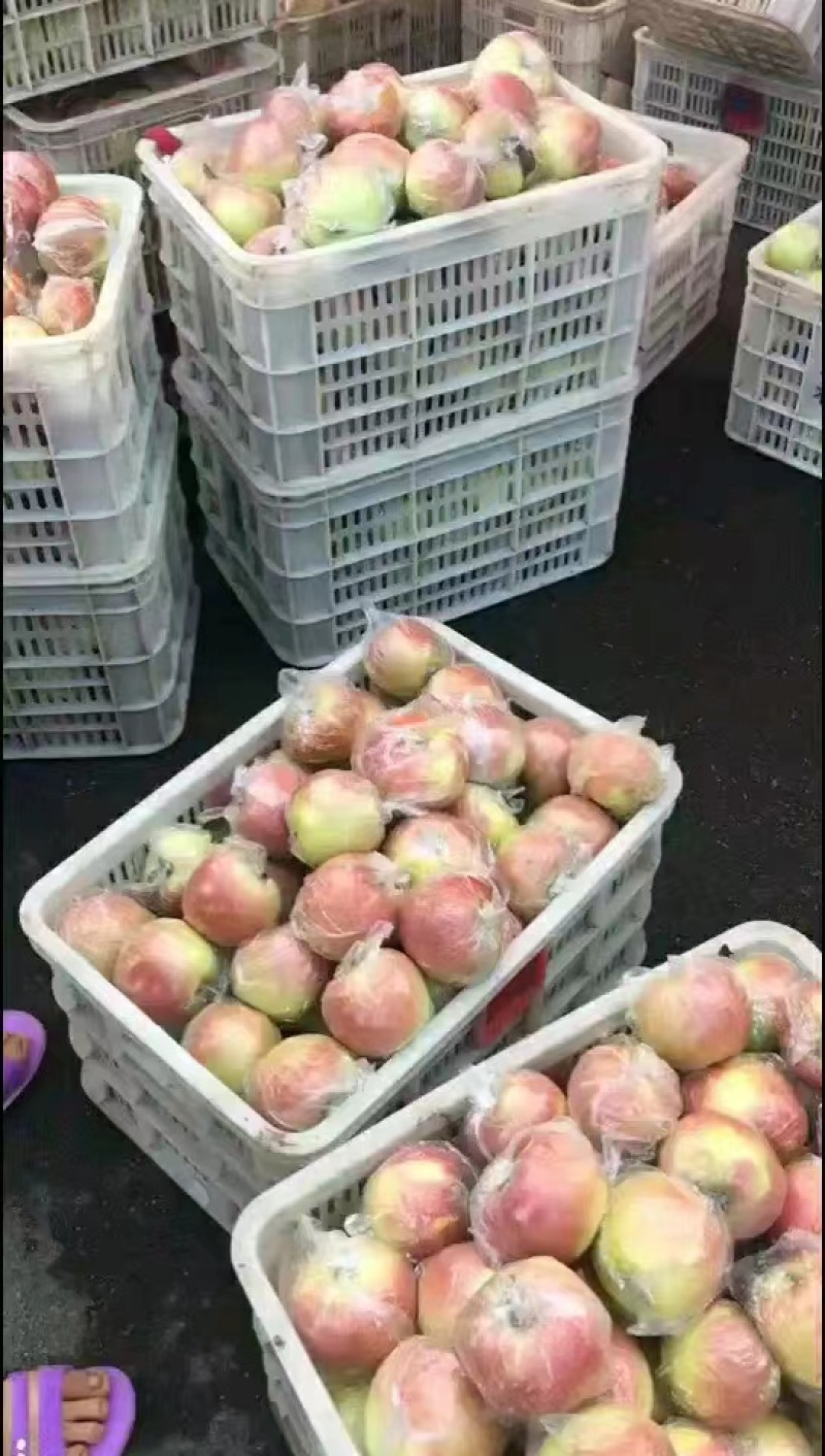 山东红富士苹果条红片红大量供应精品红富士苹果产地一手货源