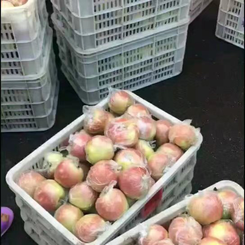 山东红富士苹果条红片红大量供应精品红富士苹果产地一手货源
