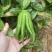 大量佛手观赏果带水栽培可食用茶喝