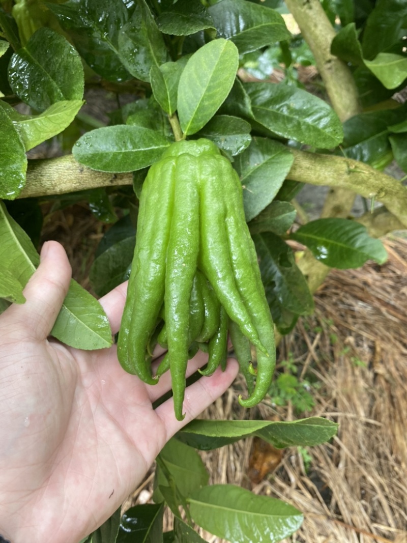 大量佛手观赏果带水栽培可食用茶喝