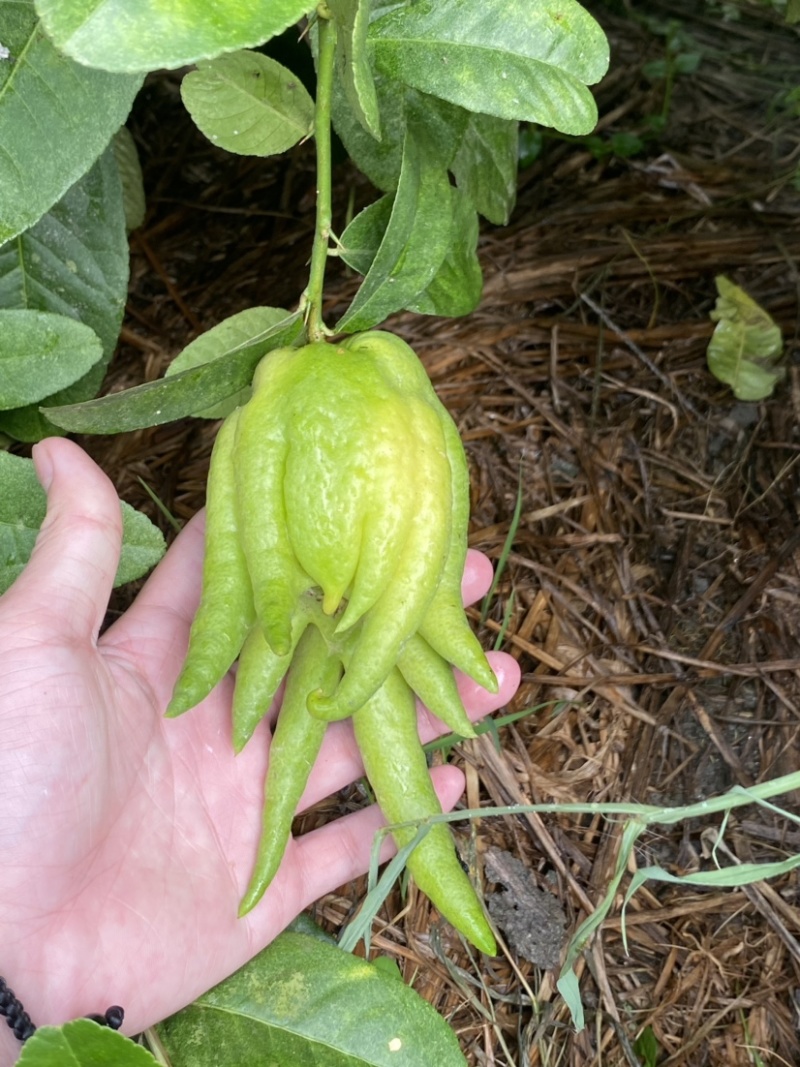 大量佛手观赏果带水栽培可食用茶喝