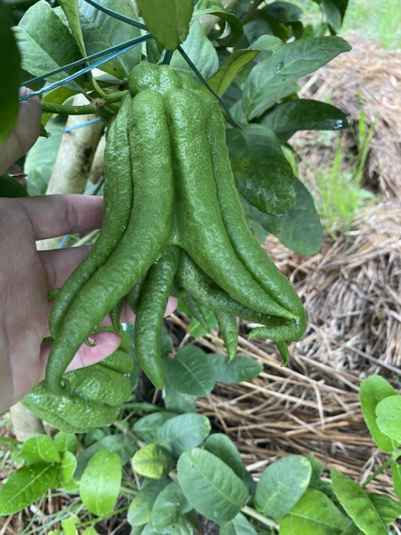大量佛手观赏果带水栽培可食用茶喝