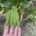 大量佛手观赏果带水栽培可食用茶喝