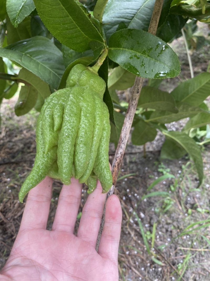 大量佛手观赏果带水栽培可食用茶喝