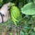 大量佛手观赏果带水栽培可食用茶喝