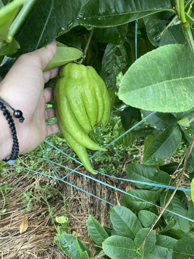 大量佛手观赏果带水栽培可食用茶喝