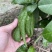 大量佛手观赏果带水栽培可食用茶喝