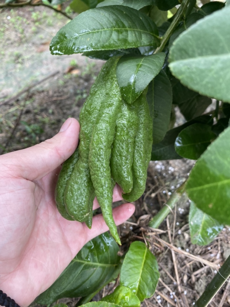 大量佛手观赏果带水栽培可食用茶喝