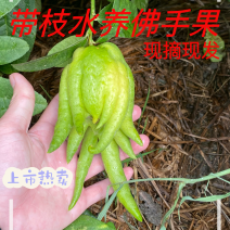 大量佛手观赏果带水栽培可食用茶喝