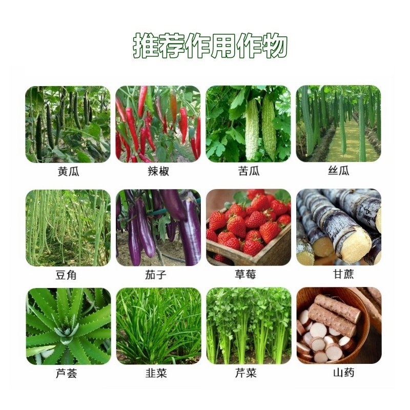 黄瓜辣椒豆角拉直膨大植物调节拉直作物拉长膨大素