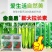 黄瓜辣椒豆角拉直膨大植物调节拉直作物拉长膨大素