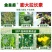 黄瓜辣椒豆角拉直膨大植物调节拉直作物拉长膨大素