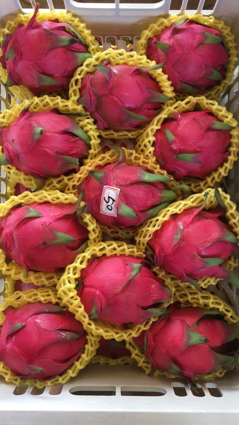 红心火龙果