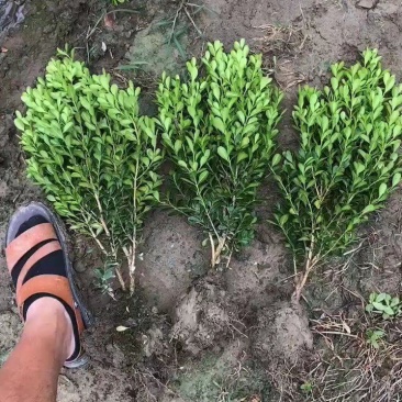 大量供应瓜子黄杨小毛球