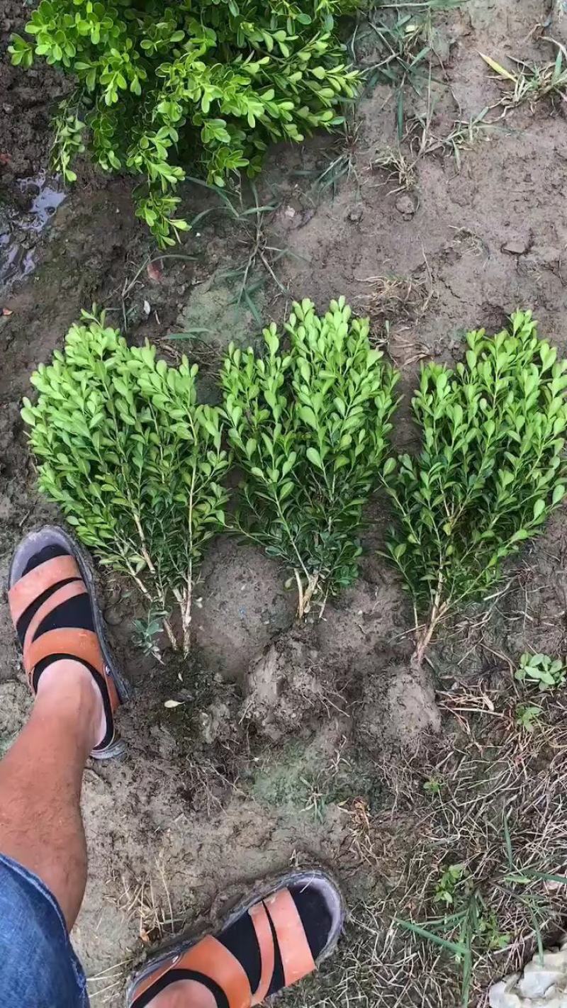 大量供应瓜子黄杨小毛球
