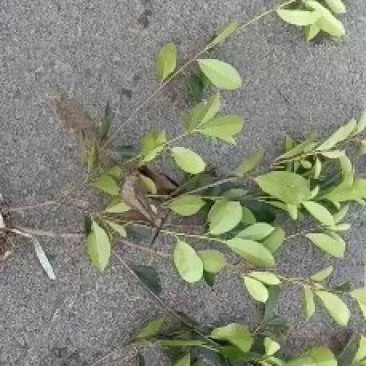 大量供应红叶石楠小毛球