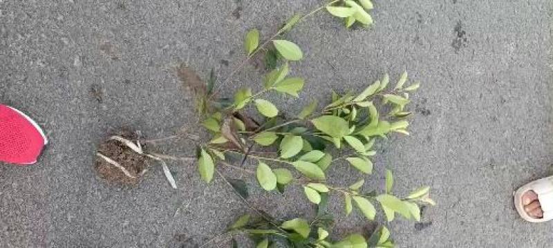 大量供应红叶石楠小毛球