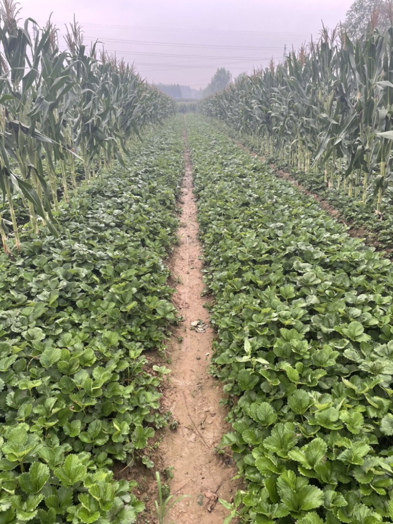 香野，隋珠草莓苗提供种植，后期管理，可签合同