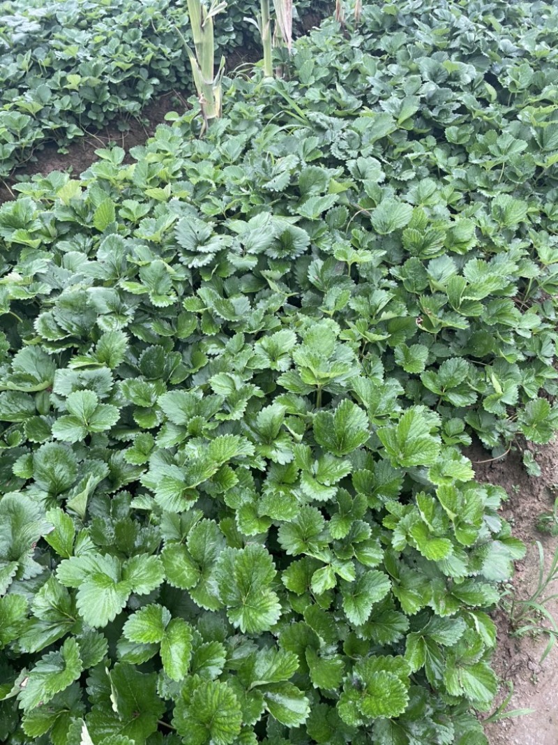 香野，隋珠草莓苗提供种植，后期管理，可签合同