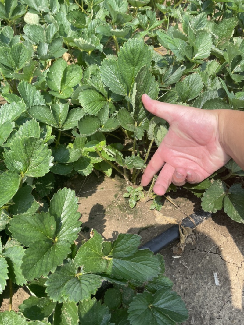 甜宝草莓苗脱毒苗，现挖苗，提供种植，管理技术