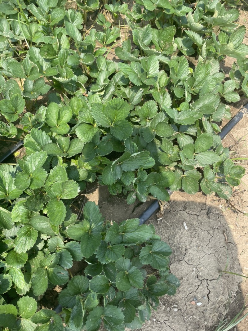 章姬草莓苗果子大，口感好，提供种植，后期管理