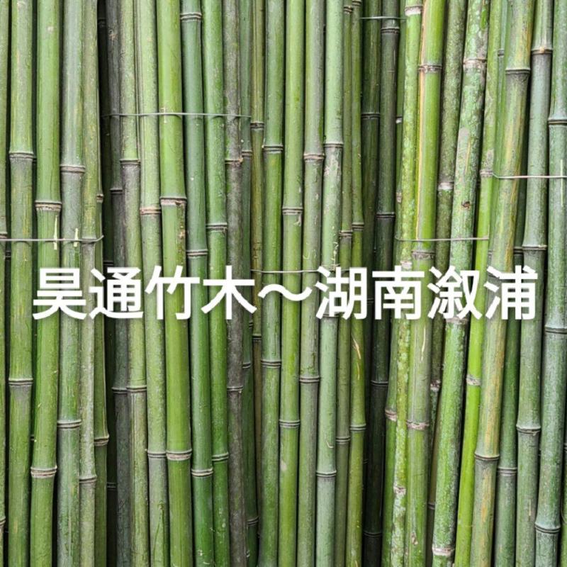 湘西雪峰山菜架竹、小竹竿、竹架条、金竹、白竹