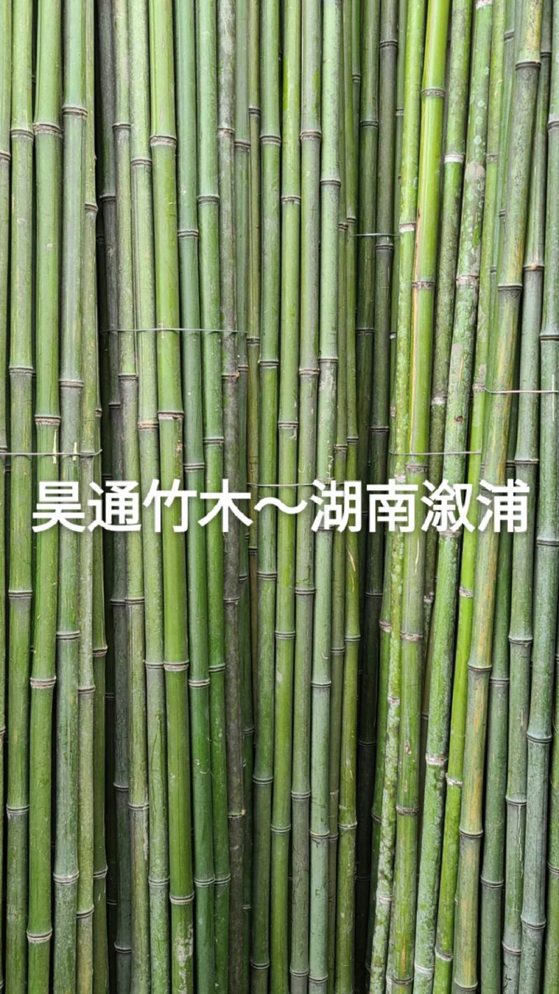 湘西雪峰山菜架竹、小竹竿、竹架条、金竹、白竹