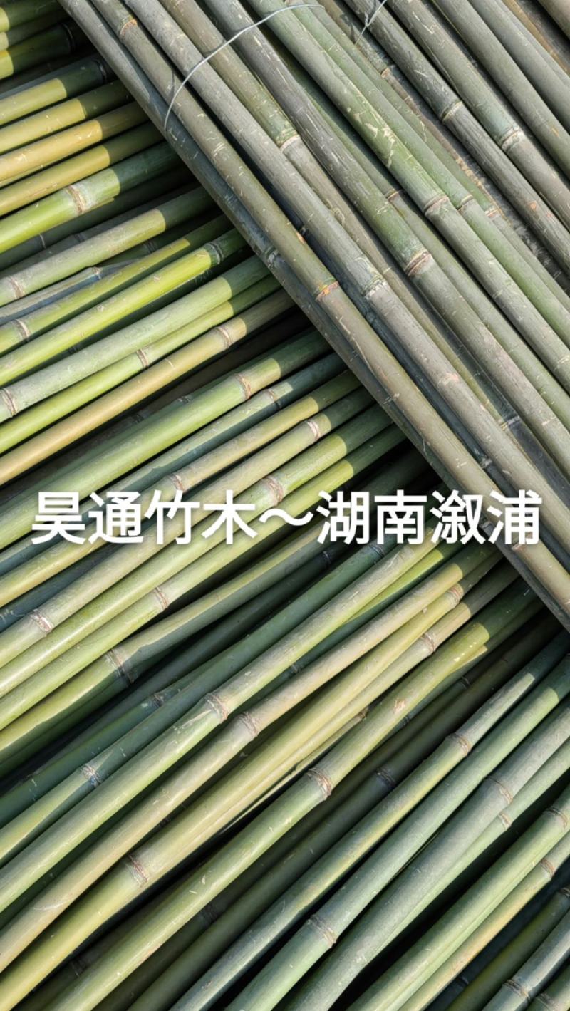 湘西雪峰山菜架竹、小竹竿、竹架条、金竹、白竹